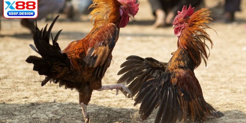 Các dòng gà chọi nổi tiếng trứ danh 