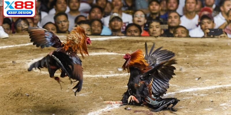 Các hình thức đấu chọi gà phổ biến