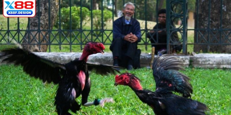 Các trường hợp phân thắng, thua trong chọi gà 