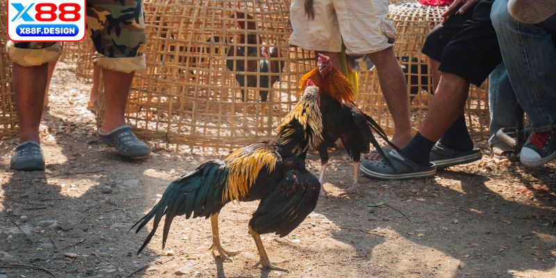 Chơi đá gà an toàn, bảo mật tốt thông tin