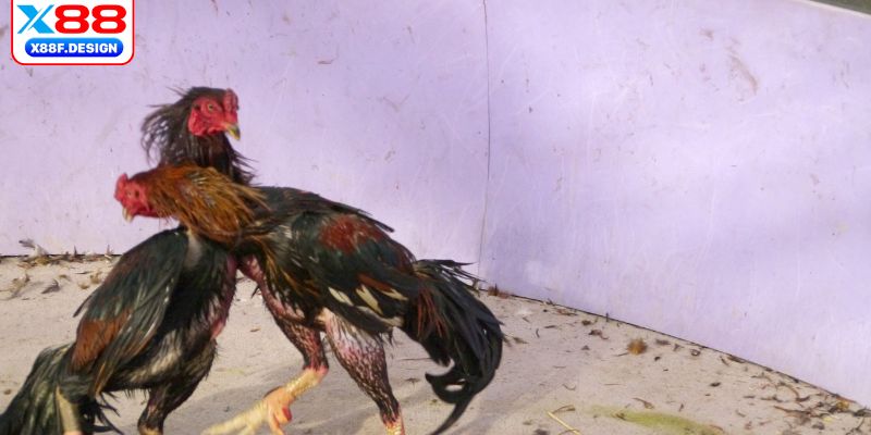 Đá gà cựa dao hồi hộp, kịch tính