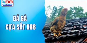 đá gà cựa sắt X88
