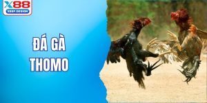đá gà Thomo