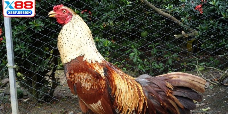 Đặc điểm nhận dạng ngoại hình gà chọi cực chuẩn 