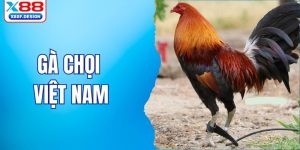 gà chọi Việt Nam