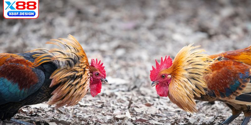 Giới thiệu game đá gà