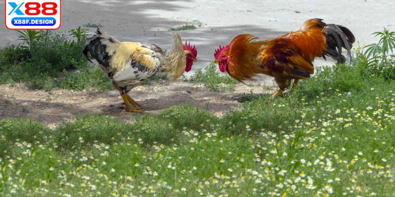 Giới thiệu đá gà cựa dao X888