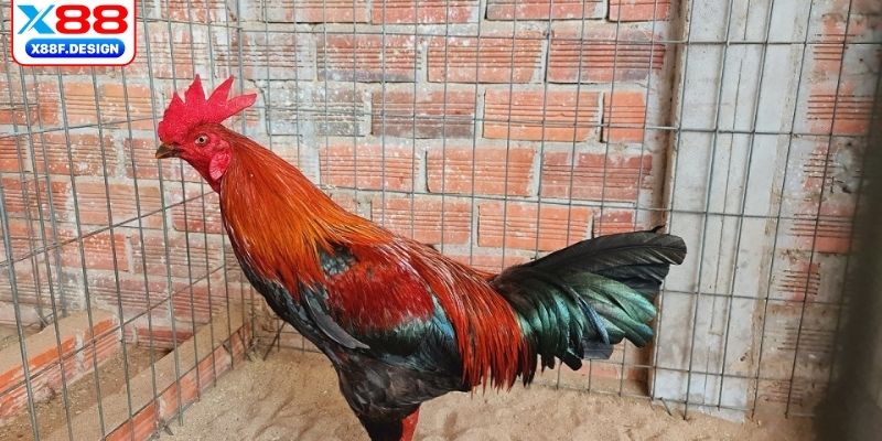 Kịch tính và hồi hộp trong từng khoảnh khắc hiếm hoi 