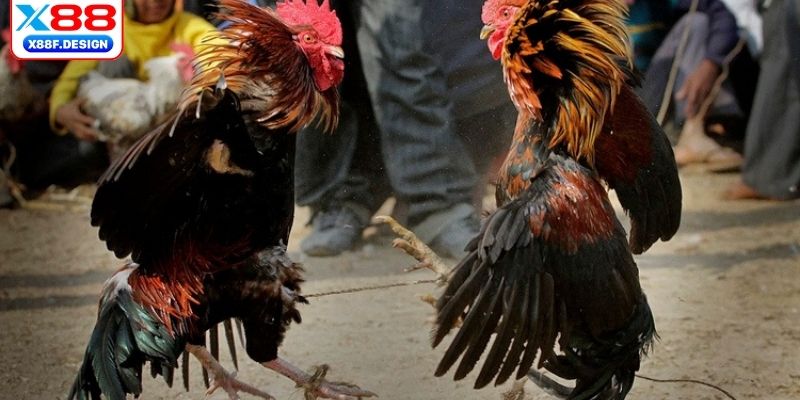 Kinh nghiệm cá cược hiệu quả 100%