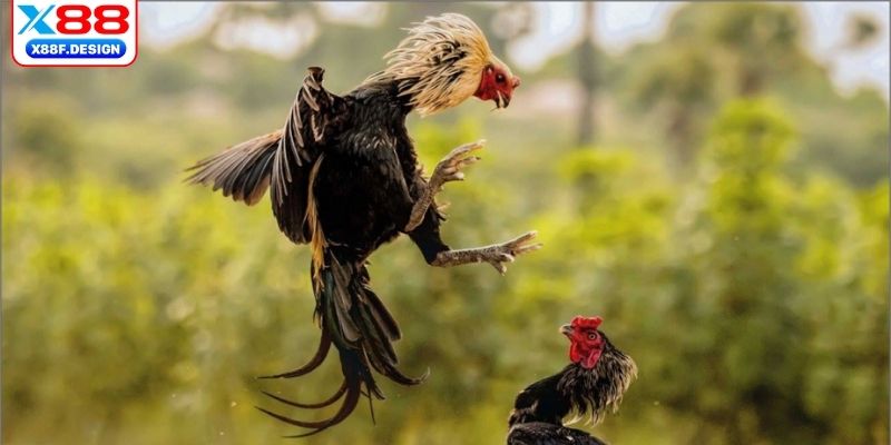 Kỹ thuật chăm sóc và huấn luyện cực chuẩn 