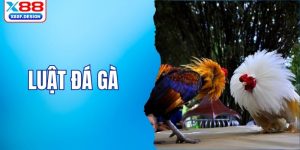 luật đá gà