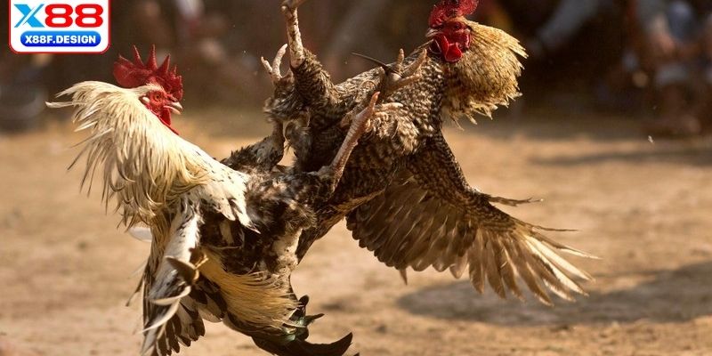 Mẹo soi kèo chuẩn 100% từ các bậc thầy 