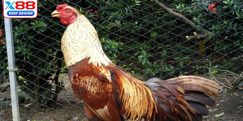 Một số khái niệm cơ bản nhất về phân loại gà