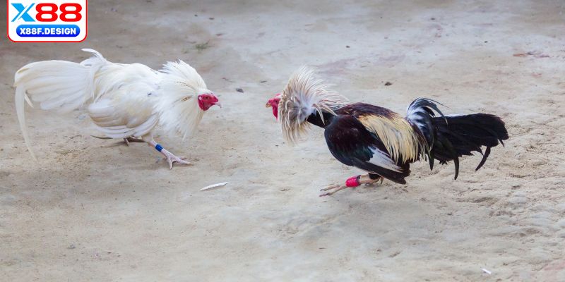 Nhận tiền đá gà siêu nhanh