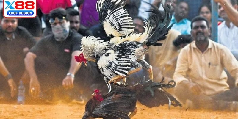 Sự khác biệt giữa 2 hình thức chọi gà Nam và Bắc 