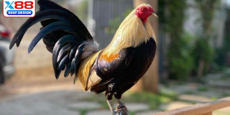 Tầm quan trọng của việc nắm rõ luật chọi gà 