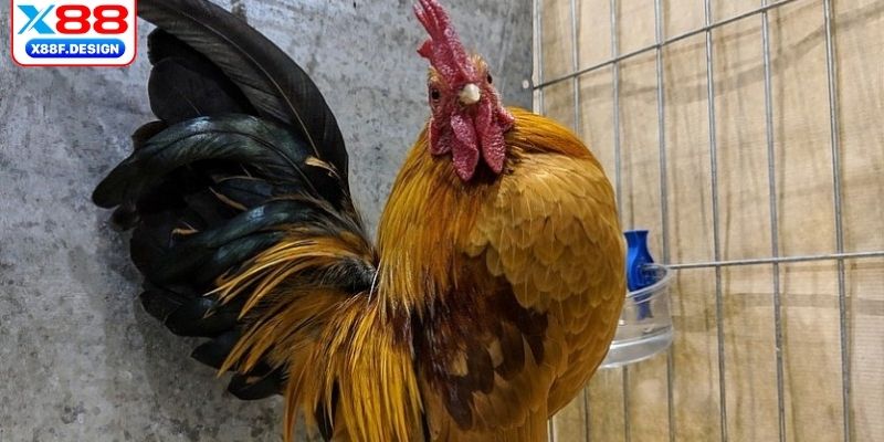 Thuật ngữ về kết quả trận đấu chọi gà