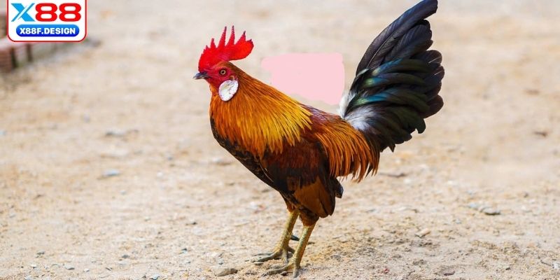 Tìm hiểu nguồn gốc, lịch sử hình thành và ý nghĩa văn hóa 