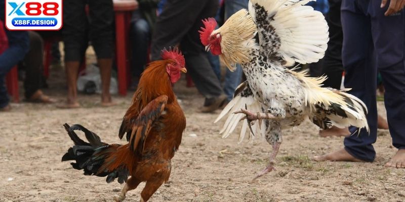 Tổng quan và khái quát nhất về đá gà Thomo