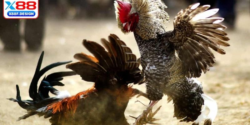 Trải nghiệm trực tuyến siêu hấp dẫn và đỉnh cao