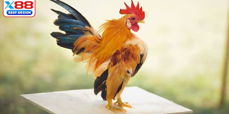 Từ ngữ hay dùng nhất trong quá trình thi đấu