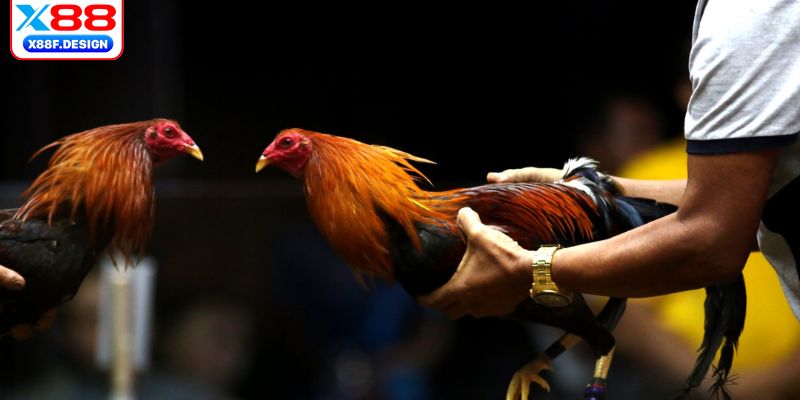 Xem gà chọi Việt Nam hay, đặc sắc